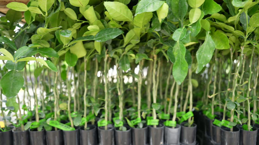 Can I plant the liners directly into the ground when I receive them?